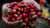 Saudi coffee defies global price volatility as limited supply shields market