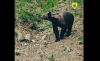 Rare bear-wild boar encounter captured on camera in Romania's Suceava forest