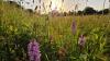 Britain left a five-acre farm without crops; 15 years later, nature had turned it into...