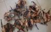 Man arrested for selling guinea fowl meat