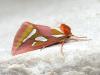 11 New Butterflies Found in Portugal in Study Conducted in Loulé