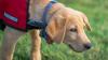 Minister hails 'huge' difference made by assistance dogs