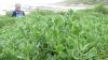 Dune spinach: A climate-hardy green transforming coastal farming