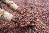 Cameroon's Cocoa Season Ends with Prices Well Below Recent Peaks