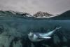 Scientists solve mystery of how seals hear in air and underwater