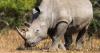 Mozambique Rebuilds a Viable Breeding Population of White Rhinos After Decades of Local Extinction
