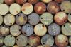 Oil reserve policy: Will the mandatory stockpile harm citizens?