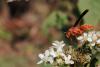 Oklahoma's Red Wasp Invasion Is Back