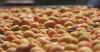 Serbia's apricot harvest turns sour as heatwave bites