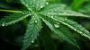 Katonah landlord demands $1.7m from former cannabis tenants