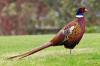 Montana wants to release 50,000 ‘pen pheasants’ per year