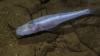 A scientist slipped into a pool beneath a US military base and found a 'demon cavefish'