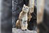 Zoo Idaho to reveal new cougar kitten’s name Friday