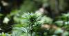 Idahoans will not get to vote on Medical Marijuana initiative this November