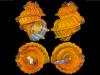 Deep sea mining identified as biggest threat to known and unknown deep-sea creatures
