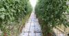 Fresh tomatoes grow all year round in this Icelandic greenhouse