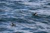 Western Mainers in puffin country: Lessons on the colorful bird’s return to Maine | Column