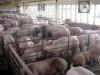 Researchers identify thousands more Iowa livestock facilities than state database shows