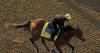 Activist blames industry pressure for cancellation of horse racing concerns talk in Saratoga Springs