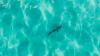 Australia expands shark-spotting drones to 70 beaches after great white attack
