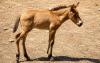 Przewalski's horse foal born at Almaty Zoo