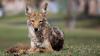 Coyote sightings climb across Georgia as wildlife officials warn residents to stay alert