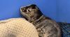 Seal pup shot in head, third incident in less than year, hospital says