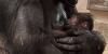 Detroit Zoo announces historic birth of baby gorilla