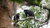 Orange-lipped monkey that roars and snorts deep in Congo rainforest is new species to science