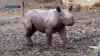 Oregon Zoo rhino Tamu reaches 2,040 pounds as conservation efforts continue