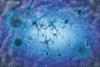 Scientists discover brain cells that decide which memories last