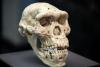 A Lost Human Lineage May Have Left a Genetic Legacy in People Today