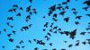 Officials urge public to report dead birds as H5N1 reaches New Zealand