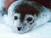 Harbor seal pup shot in head, third incident in less than a year, Washington state wildlife hospital says