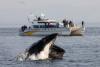 Victoria whale watching company sale ‘opens the door to reach more people’