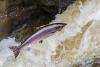 Maine seeks new ESA tools to speed Atlantic salmon recovery