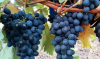 Moldovan winegrowers have set the expected price range for the 2026 harvest