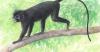 Meet ‘Likweli’: A new monkey species discovered in the Congo Basin