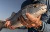 Ocean Era receives final permit for red drum demo off Florida coast