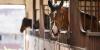 Why the World Loves South African Horses: A Global Phenomenon Reborn