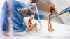 FDA Schedules Psychedelics Hearing, Amid New Push for Medical Approval