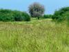 Qatar tackles desertification through tech
