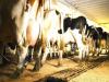 Critics challenge Oregon’s new general permit for CAFOs