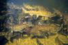 Tribes, environmental groups sue over ESA rule change