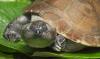 Brazil lists the Amazon river turtle as endangered for the first time