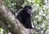 New colobus monkey, ‘Likweli’, confirmed in DRC