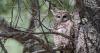 With fewer wildlife habitat protections, logging advocates eye New Mexico forests