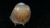 Arctic researchers spot rare Dumbo octopus in seabed mining zone off Norwegian coast