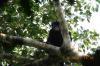 Scientists discover a ‘remarkable’ new monkey species with orange lips and a froglike roar
