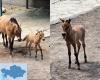 Almaty Zoo Welcomes Przewalski’s Horse Foal